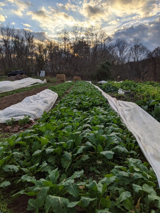Mustard Seed Farm photo 2